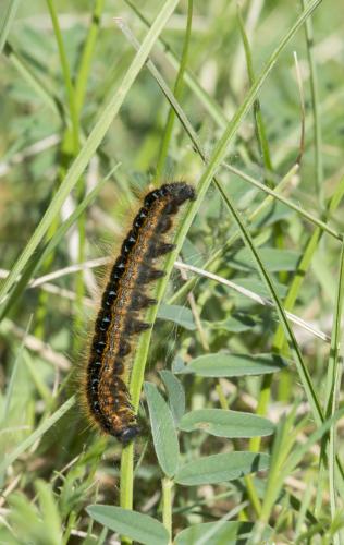 Malacosoma franconica